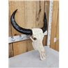 Image 2 : Carved Water Buffalo Skull Taxidermy