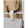 Image 3 : Carved Water Buffalo Skull Taxidermy