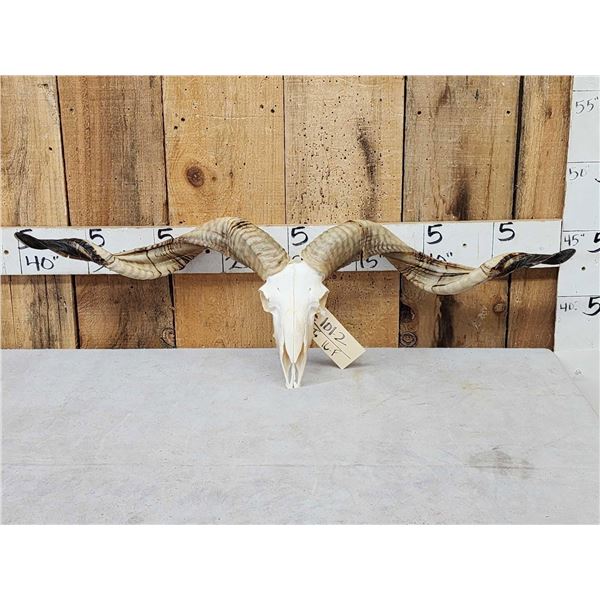 Racka Cross Ram Sheep Skull Taxidermy