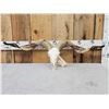 Image 2 : Racka Cross Ram Sheep Skull Taxidermy