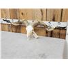 Image 3 : Racka Cross Ram Sheep Skull Taxidermy