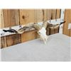 Image 4 : Racka Cross Ram Sheep Skull Taxidermy