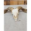 Image 5 : Racka Cross Ram Sheep Skull Taxidermy