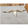 Image 6 : Racka Cross Ram Sheep Skull Taxidermy