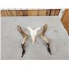 Image 7 : Racka Cross Ram Sheep Skull Taxidermy