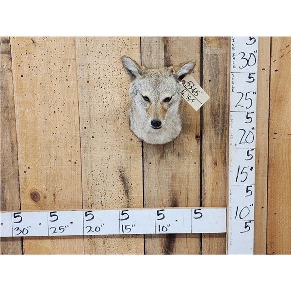 Coyote Shoulder Mount Taxidermy