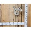 Image 1 : Coyote Shoulder Mount Taxidermy