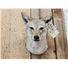 Image 2 : Coyote Shoulder Mount Taxidermy