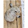 Image 3 : Coyote Shoulder Mount Taxidermy