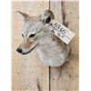 Image 4 : Coyote Shoulder Mount Taxidermy