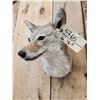 Image 5 : Coyote Shoulder Mount Taxidermy
