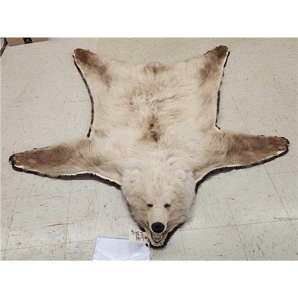 Blonde Phase Alaskan Brown Bear Rug Taxidermy