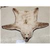 Image 1 : Blonde Phase Alaskan Brown Bear Rug Taxidermy
