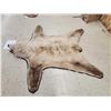 Image 3 : Blonde Phase Alaskan Brown Bear Rug Taxidermy