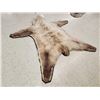 Image 4 : Blonde Phase Alaskan Brown Bear Rug Taxidermy
