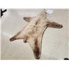 Image 5 : Blonde Phase Alaskan Brown Bear Rug Taxidermy