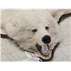 Image 6 : Blonde Phase Alaskan Brown Bear Rug Taxidermy