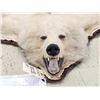Image 7 : Blonde Phase Alaskan Brown Bear Rug Taxidermy