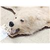 Image 8 : Blonde Phase Alaskan Brown Bear Rug Taxidermy