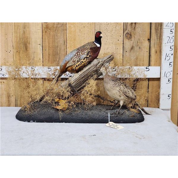 Rooster & Hen Ringneck Pheasants Bird Taxidermy
