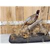 Image 2 : Rooster & Hen Ringneck Pheasants Bird Taxidermy