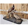 Image 3 : Rooster & Hen Ringneck Pheasants Bird Taxidermy