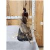 Image 4 : Rooster & Hen Ringneck Pheasants Bird Taxidermy