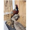 Image 5 : Rooster & Hen Ringneck Pheasants Bird Taxidermy