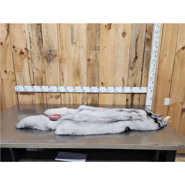 2 Blue Ranch Fox Soft Tanned Furs Taxidermy