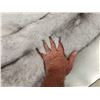 Image 5 : 2 Blue Ranch Fox Soft Tanned Furs Taxidermy