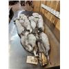 Image 6 : 2 Blue Ranch Fox Soft Tanned Furs Taxidermy