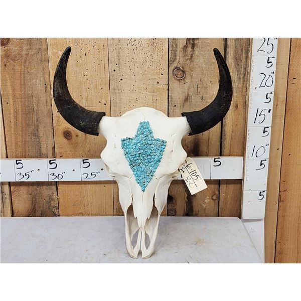 American Bison Buffalo Skull Taxidermy