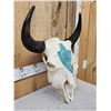 Image 3 : American Bison Buffalo Skull Taxidermy