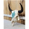 Image 4 : American Bison Buffalo Skull Taxidermy