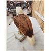 Image 10 : 100% Reproduction Bald Eagle Taxidermy By Majestic Animal Reproductions