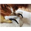 Image 12 : 100% Reproduction Bald Eagle Taxidermy By Majestic Animal Reproductions