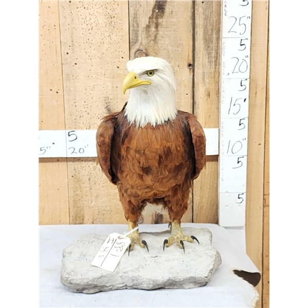 100% Reproduction Bald Eagle Taxidermy By Majestic Animal Reproductions