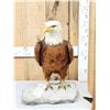 Image 1 : 100% Reproduction Bald Eagle Taxidermy By Majestic Animal Reproductions