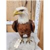 Image 2 : 100% Reproduction Bald Eagle Taxidermy By Majestic Animal Reproductions