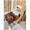 Image 3 : 100% Reproduction Bald Eagle Taxidermy By Majestic Animal Reproductions