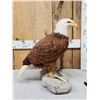 Image 4 : 100% Reproduction Bald Eagle Taxidermy By Majestic Animal Reproductions
