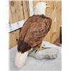 Image 5 : 100% Reproduction Bald Eagle Taxidermy By Majestic Animal Reproductions