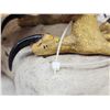 Image 7 : 100% Reproduction Bald Eagle Taxidermy By Majestic Animal Reproductions