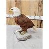 Image 9 : 100% Reproduction Bald Eagle Taxidermy By Majestic Animal Reproductions
