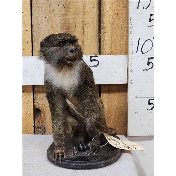 African Allen's Swamp Monkey Full Body Taxidermy Mount
