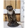 Image 1 : African Allen's Swamp Monkey Full Body Taxidermy Mount