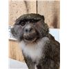 Image 2 : African Allen's Swamp Monkey Full Body Taxidermy Mount