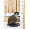Image 3 : African Allen's Swamp Monkey Full Body Taxidermy Mount