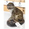 Image 4 : African Allen's Swamp Monkey Full Body Taxidermy Mount