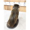 Image 5 : African Allen's Swamp Monkey Full Body Taxidermy Mount
